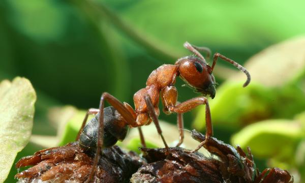 Typer maur - Kjennetegn og fotografier - 9. Rød skogmaur