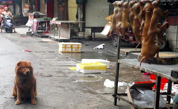 Yulin - Dog Meat Festival i Kina - History of Yulin Festival