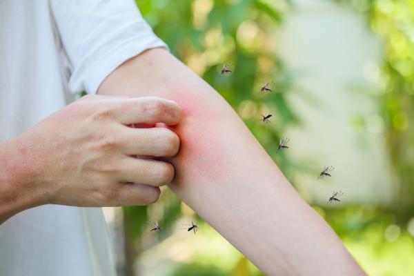 Hva spiser mygg?  – Hvorfor spiser mygg blod?