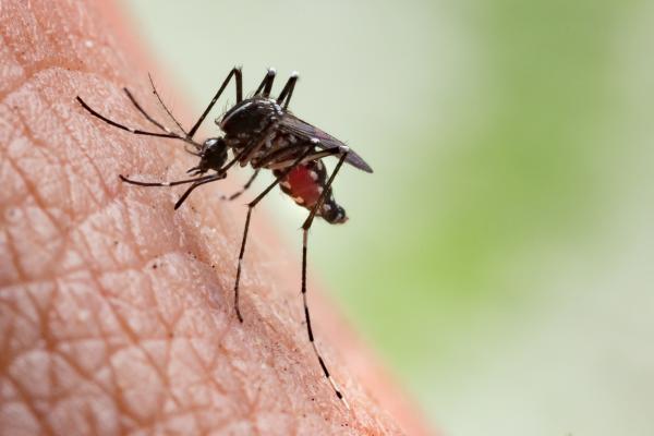 Hva spiser mygg?  - Ufarlig og farlig mygg