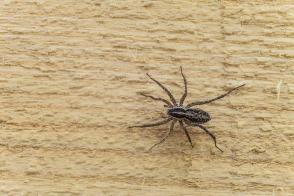De 10 mest giftige dyrene i verden - 9. Brun eneboer edderkopp