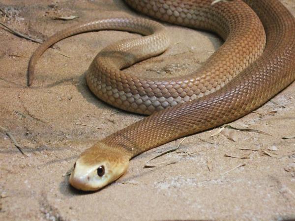 De 10 mest giftige dyrene i verden - 4. Taipan slange