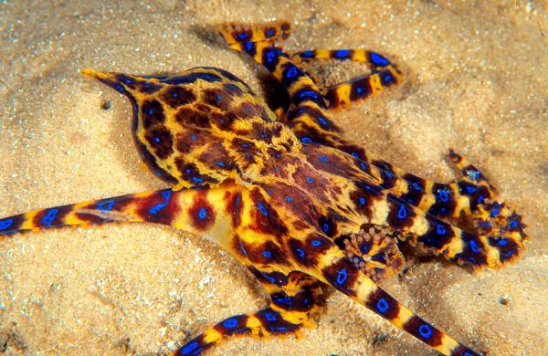 De 10 mest giftige dyrene i verden - 6. Blåringet blekksprut