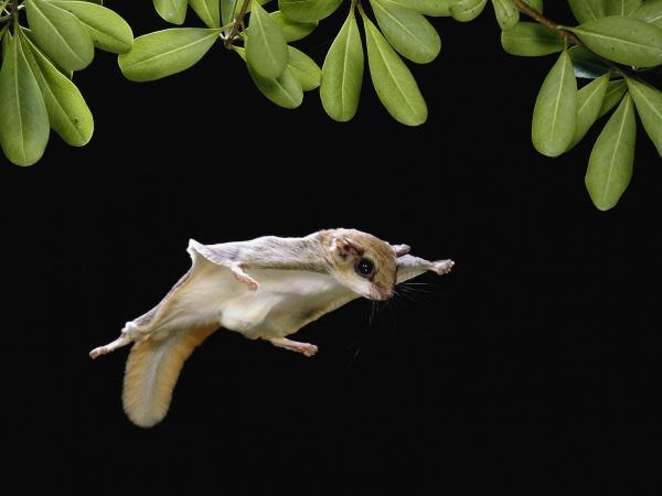 Hvordan beveger dyr seg?  – Hvordan beveger flygende dyr seg?