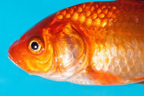 Hvorfor dør ferskvannsfisk i saltvann?  - Fiskespirasjon