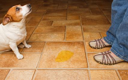 Min hund urinerer hjemme - årsaker og hva jeg skal gjøre - urininkontinens hos hunder