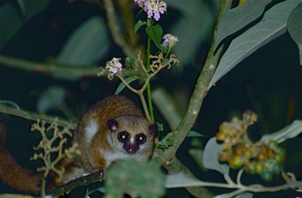 De 10 minste primatene i verden - Greater dverg lemur 