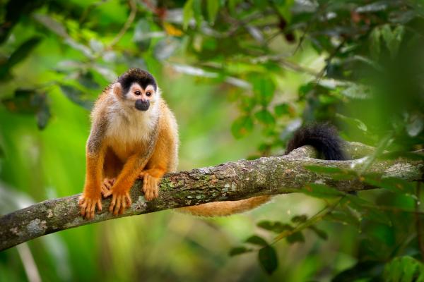 De 10 minste primatene i verden - Central American Squirrel Monkey