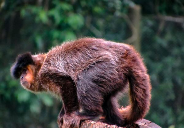 De 10 minste primatene i verden - Bearded Capuchin