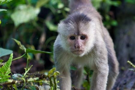 De 10 minste primatene i verden - Capuchin med hvit front