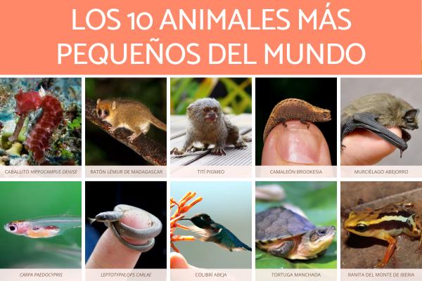 De 10 minste dyrene i verden