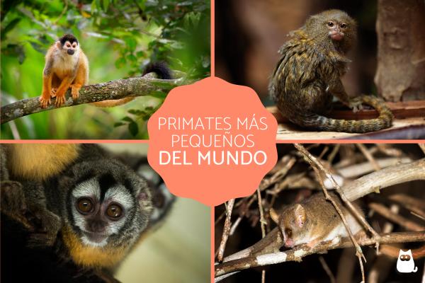 De 10 minste primatene i verden