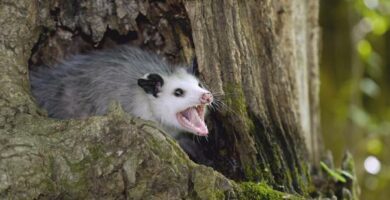 Er possums aggressive eller farlige