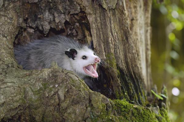 Er possums aggressive eller farlige