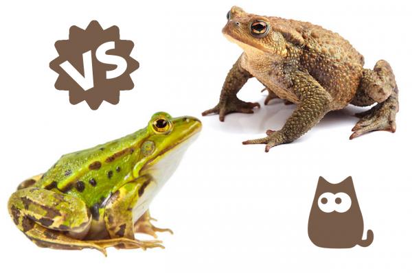 Forskjeller mellom frosker og padder