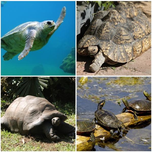 Forskjeller mellom vann og landskilpadder
