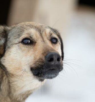 Hunden min gjor rare ting med munnen Arsaker