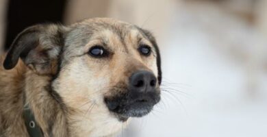 Hunden min gjor rare ting med munnen Arsaker