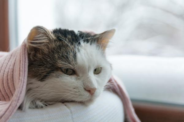 Hvor lenge lever en katt med katteleukemi
