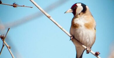 Hvordan fortelle en mannlig gullfinke fra en hunn