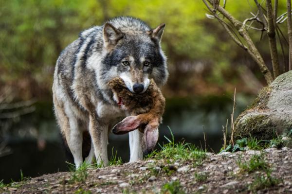 Hvordan jakter ulv