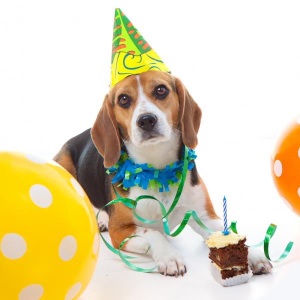 Hvordan organisere en bursdagsfest for hunden din
