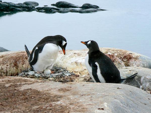 Hvordan reproduserer pingviner
