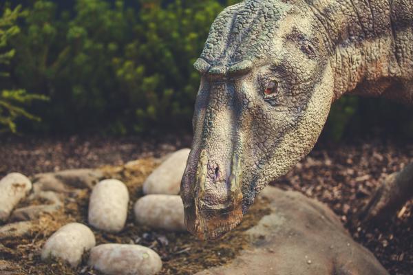 Hvordan reproduserte og ble dinosaurer fodt