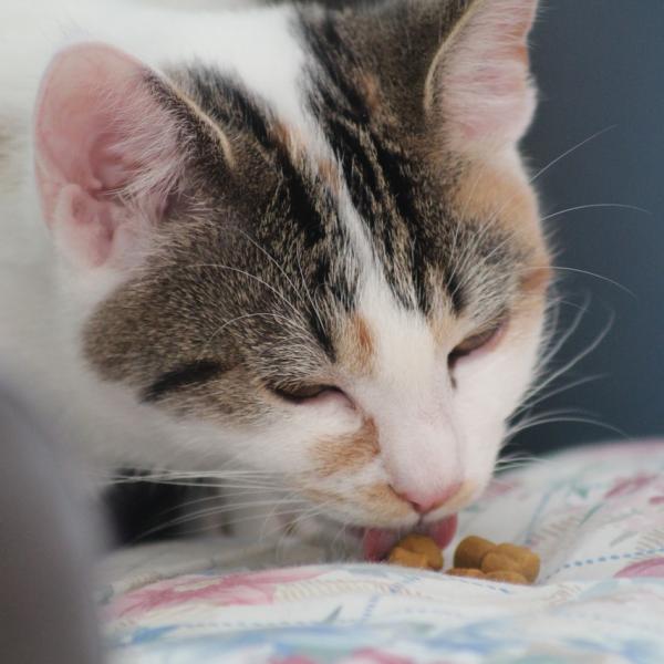 Hvorfor dekker katter maten deres