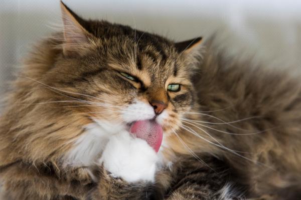 Hvorfor har katter en grov tunge
