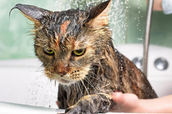 Hvorfor hater katter vann
