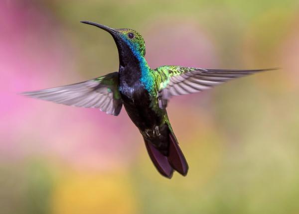 Hvorfor klapper kolibrier veldig fort