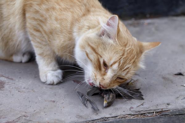 Hvorfor tar katter med seg dode dyr