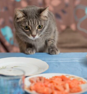 Katten min stjeler mat fra meg hvorfor