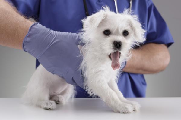 Lilla tungen hos hunder symptomer og arsaker