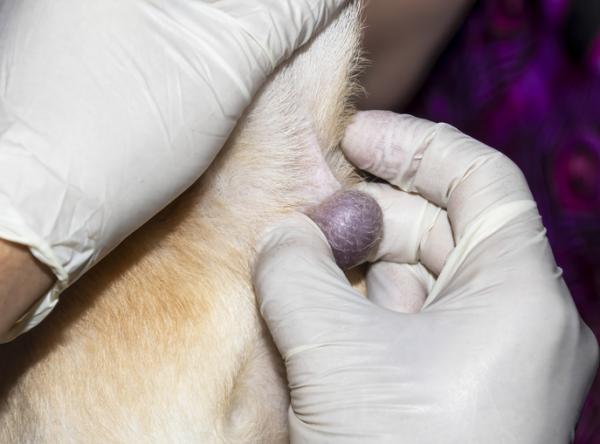 Lipoma hos hunder symptomer diagnose og behandling