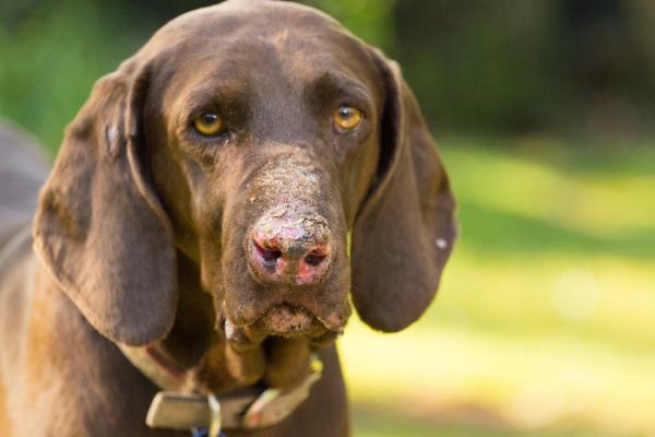 Lupus hos hunder arsaker symptomer og behandling