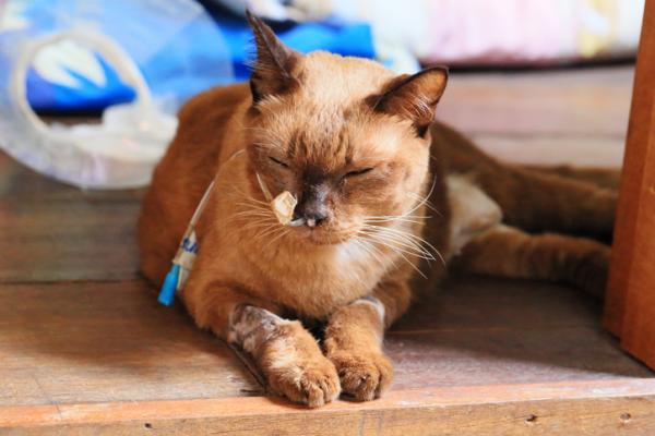 Lymfom hos katter arsaker symptomer og behandling