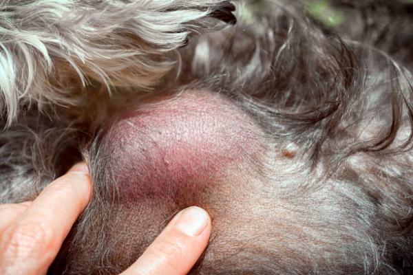 Mastocytom hos hunder symptomer prognose og behandling
