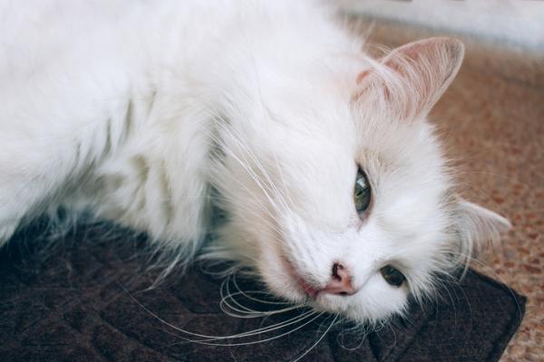 Mastocytom hos katter symptomer behandling og prognose