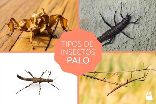 Stick insekter Typer egenskaper reproduksjon og habitat