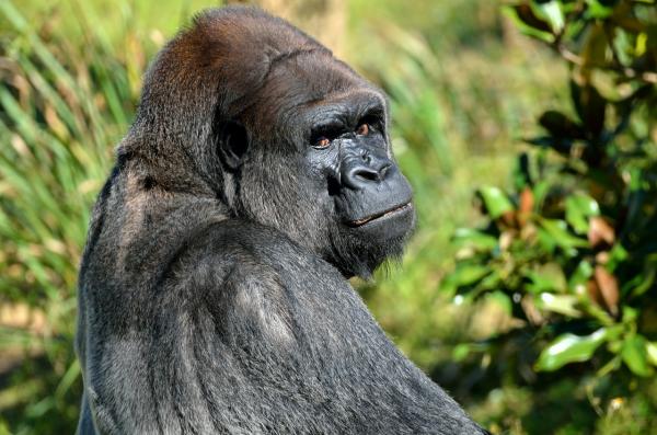 Styrken til gorillaene