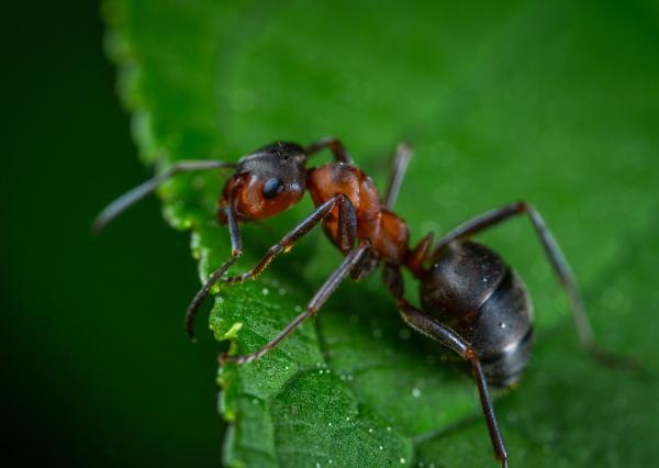Typer maur Kjennetegn og bilder