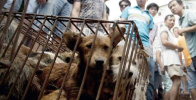 Yulin Hundekjottfestival i Kina