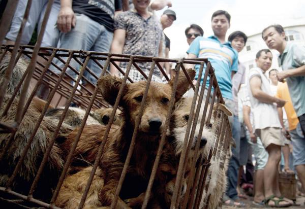Yulin Hundekjottfestival i Kina