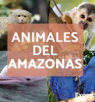 animales del amazonas lista con nombres y fotos 24702 600