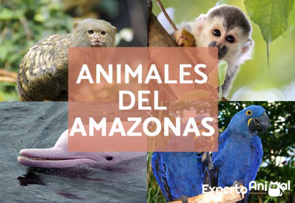 animales del amazonas lista con nombres y fotos 24702 600