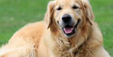 10 kuriositeter av golden retriever