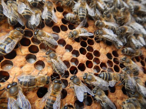 Hvordan blir en bi en dronning?  – Hvor legger biene eggene sine?