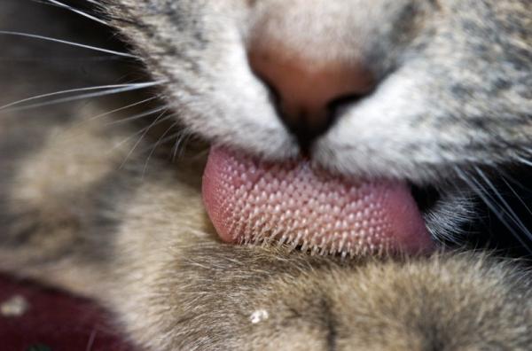 Hvorfor slikker katter?  - Kattens tunge